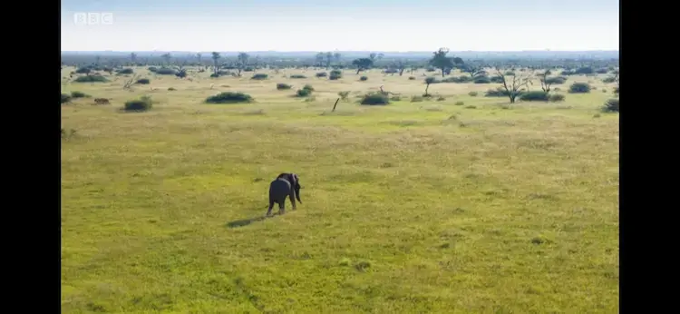 African bush elephant (Loxodonta africana) as shown in Planet Earth II - Grasslands
